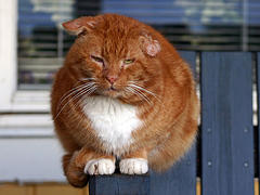 Obese and fat domestic animals